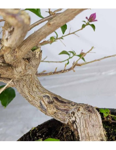 Bonsai Bougainvillea Glabra S - 10 anni