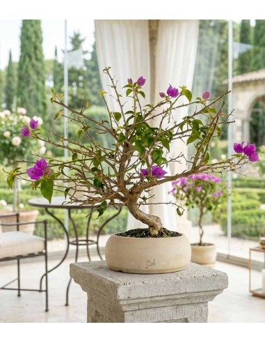 Bonsai Bougainvillea Glabra a S di 10...