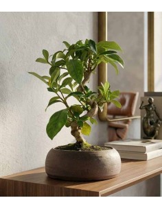 Bonsai di Gardenia 8 anni 2