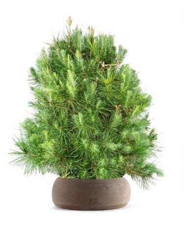 Pino d'Aleppo (Pinus Halepensis)...