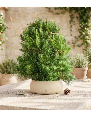 Pino d'Aleppo (Pinus Halepensis)...