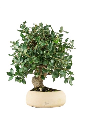 Quercia bonsai di 12 anni Esemplare