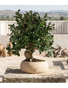 Quercia sughera bonsai di... 2