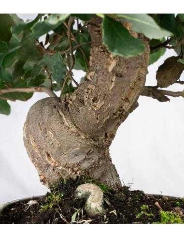Quercia bonsai di 12 anni Esemplare