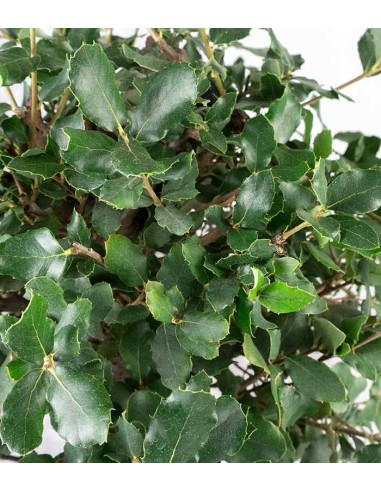 Quercia sughera bonsai di 12 anni |...