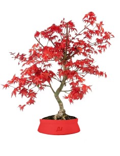 Acero Palmato deshojo