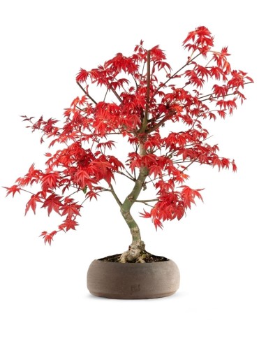 Acero  Palmato deshojo