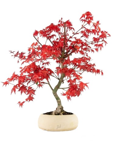 Acero Palmato deshojo