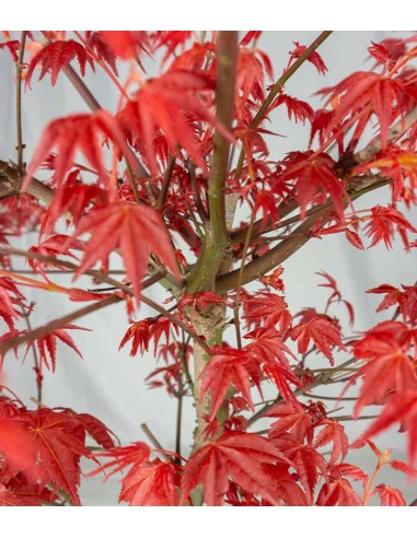 Acero  Palmato deshojo