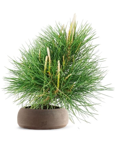 Pinus Thumbergii