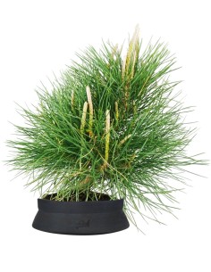 Pinus Thumbergii 2