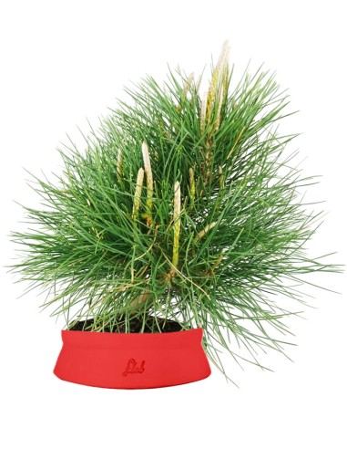 Pinus Thumbergii