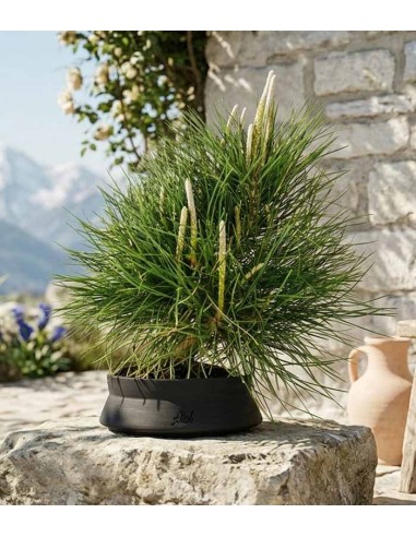 Pinus Thumbergii