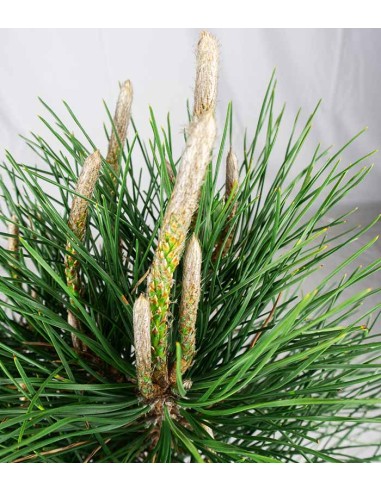 Pinus Thumbergii