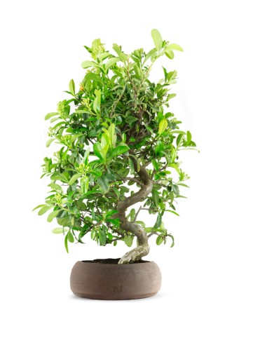 Pyracantha coccinea 