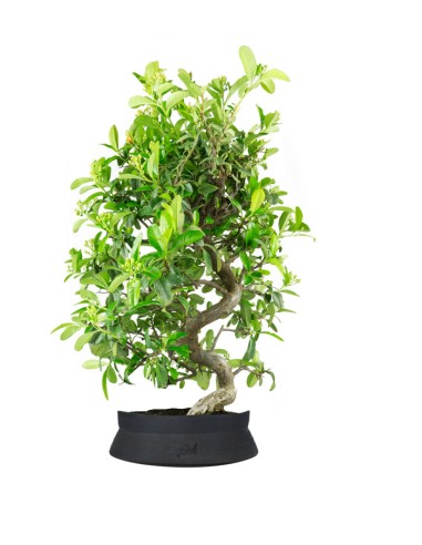 Pyracantha coccinea 