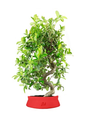 Bonsai Pyracantha coccinea -...