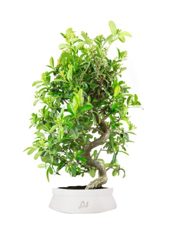 Bonsai Pyracantha coccinea -...
