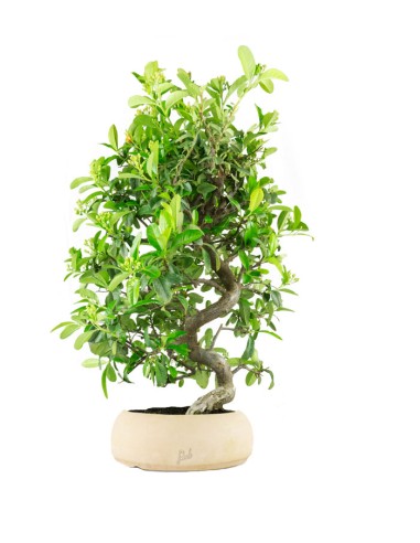 Pyracantha coccinea 