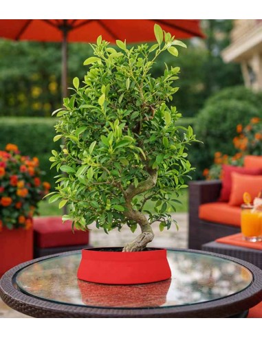 Pyracantha coccinea 