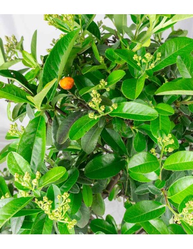 Bonsai Pyracantha coccinea -...