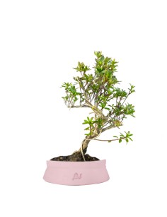 Azalea bonsai (Rhododendron...