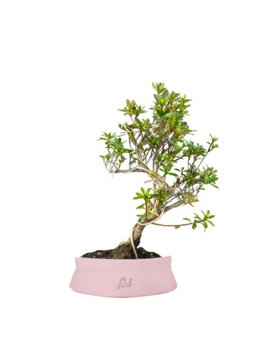 Azalea bonsai (Rhododendron spp.)