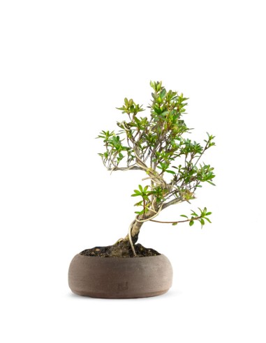 Bonsai Azalea da Fiore (Rhododendron)