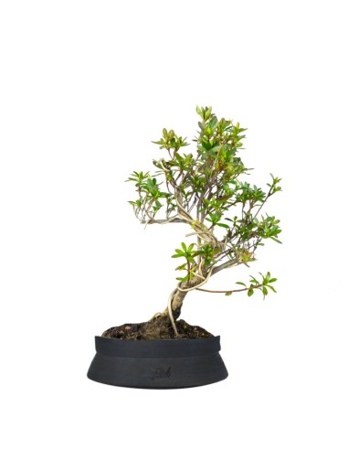 Azalea bonsai (Rhododendron spp.)