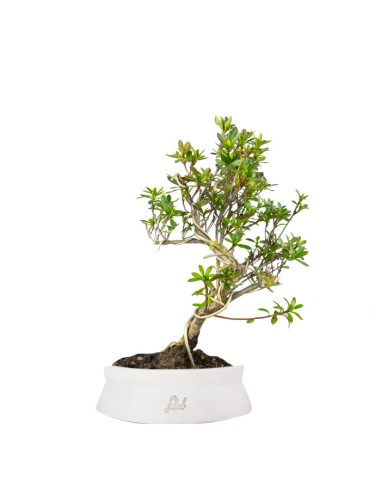 Bonsai Azalea da Fiore (Rhododendron)