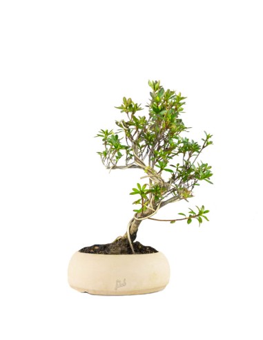 Bonsai Azalea da Fiore (Rhododendron)