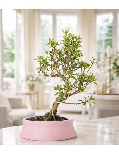 Bonsai Azalea da Fiore (Rhododendron)