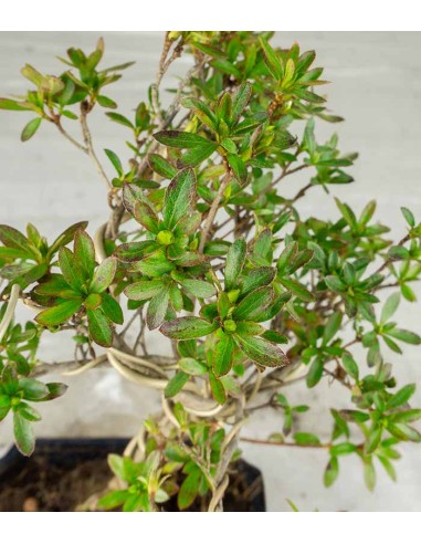 Azalea bonsai (Rhododendron spp.)