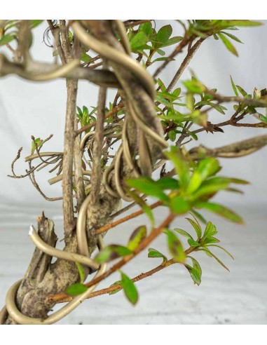 Bonsai Azalea da Fiore (Rhododendron)