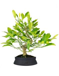 Bonsai di Citrus Kinzu | 7...