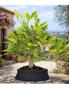 Bonsai di Citrus Kinzu | 7... 2