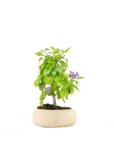 Bonsai di Duranta repens - Pianta...