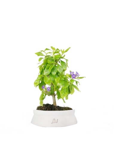 Bonsai di Duranta repens - Pianta...