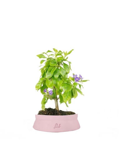 Bonsai di Duranta repens - Pianta...