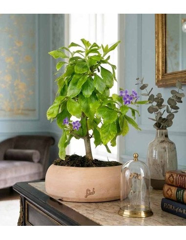 Bonsai di Duranta repens - Pianta...