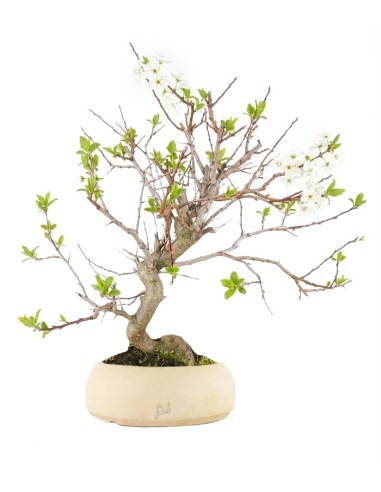 Bonsai di Prugnolo (Prunus domestica)...