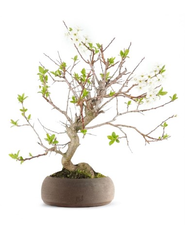 Bonsai di Prugno (Prunus domestica) |...