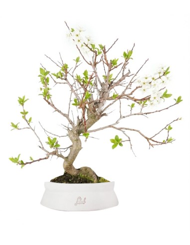 Bonsai di Prugnolo (Prunus domestica)...