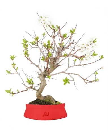 Bonsai di Prugnolo (Prunus domestica)...