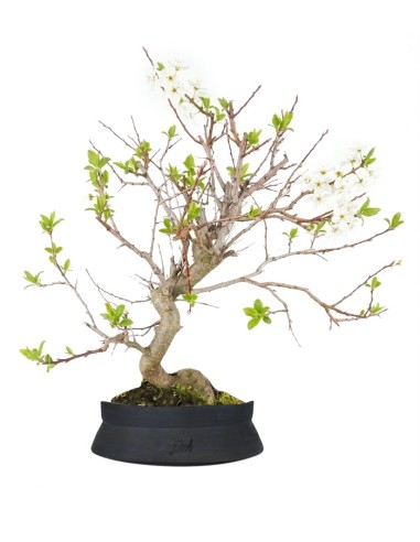 Bonsai di Prugno (Prunus domestica) |...