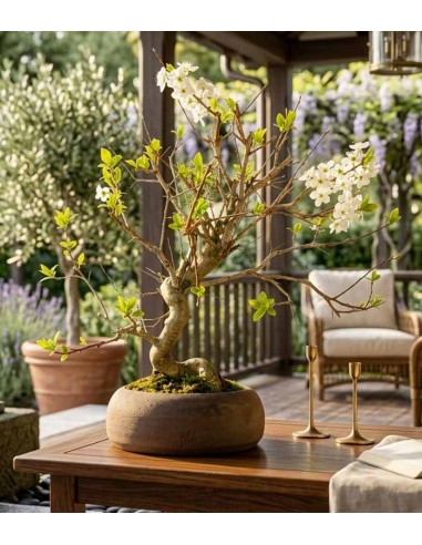 Bonsai di Prugno (Prunus domestica) |...