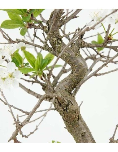 Bonsai di Prugnolo (Prunus domestica)...
