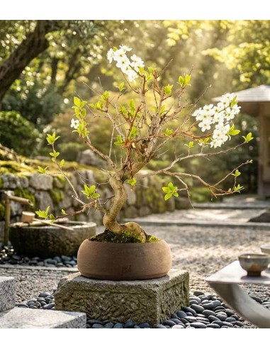 Bonsai di Prugno (Prunus domestica) |...