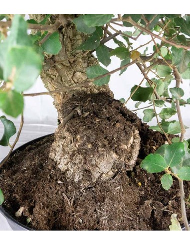 Quercia sughera 15 anni | Esemplare...