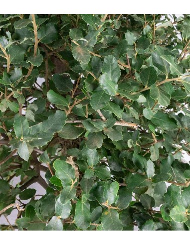 Quercia sughera 15 anni | Esemplare...